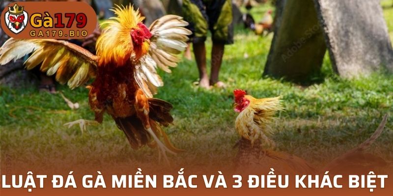 Luật đá gà miền Bắc