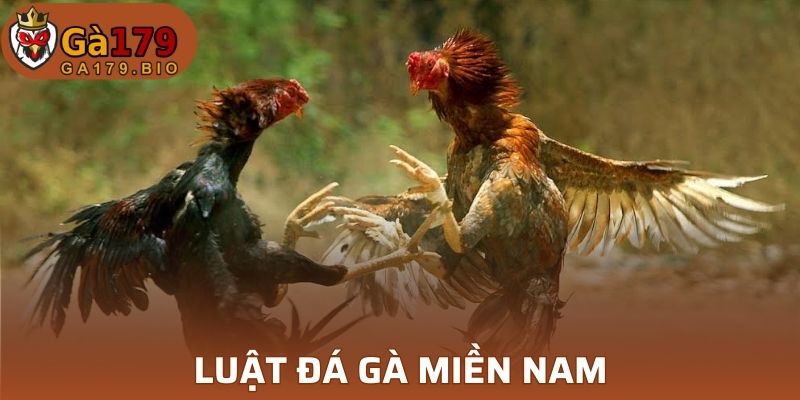 luật đá gà miền nam